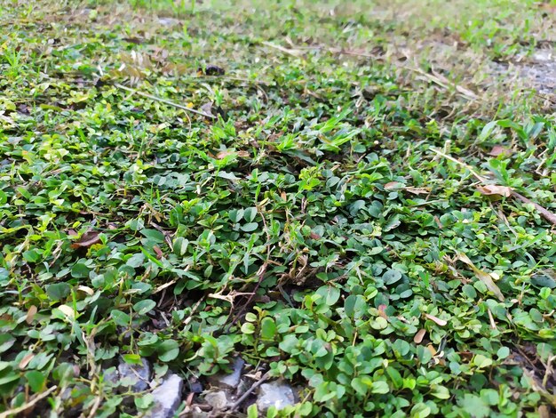 High angle view of plants growing on field