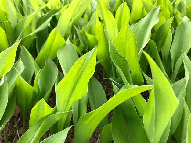 High angle view of plants growing on field