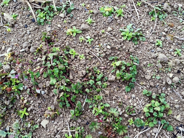 畑で成長する植物の高角度の視点