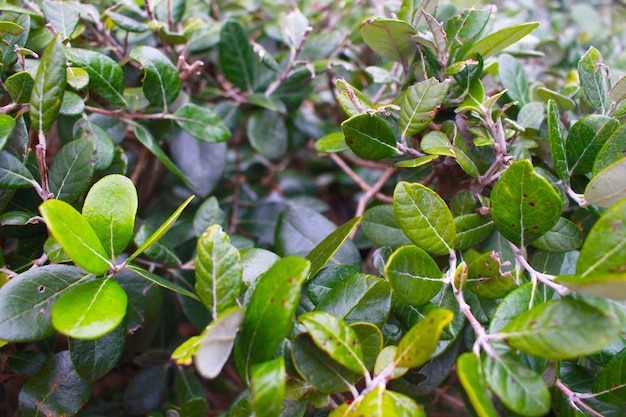 High angle view of plants growing on field