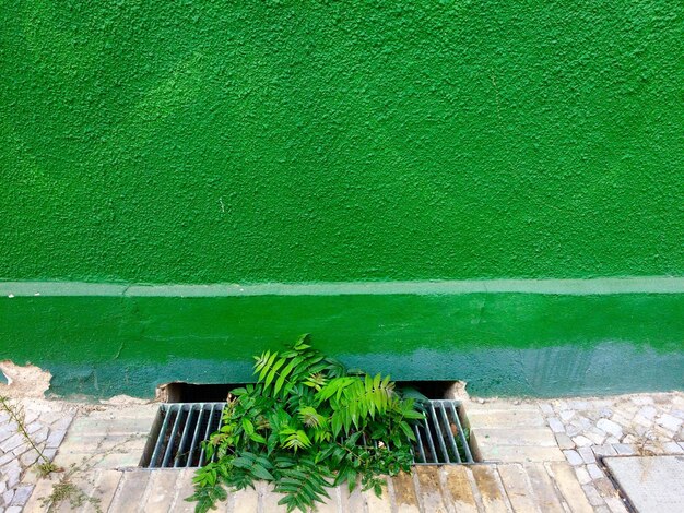 Photo high angle view of plants growing from sewer by green wall