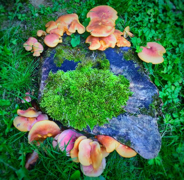 Foto vista ad alta angolazione delle piante che crescono sul campo erboso