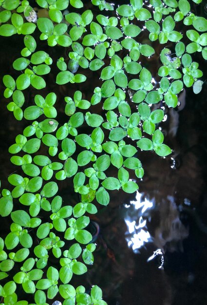 Photo high angle view of plants growing in lake