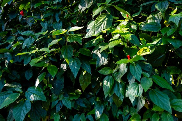陸上で育つ植物の高角度の写真