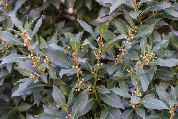 High angle view of plants growing on plant