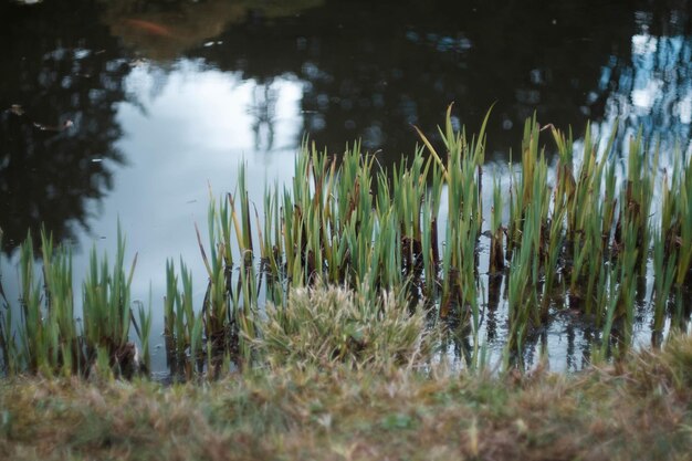 Photo high angle view of plants growing in water