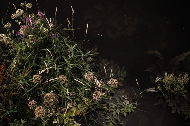 Photo high angle view of plants in lake