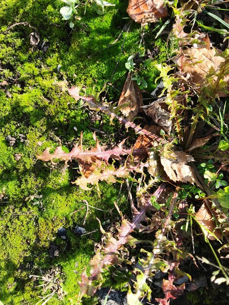 High angle view of plants on land