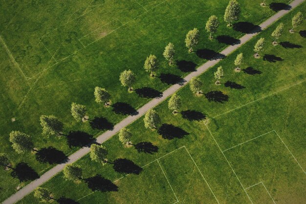 High angle view of plants on land