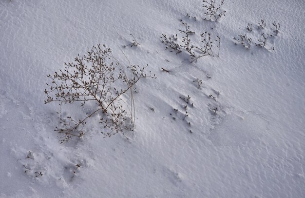 雪で覆われた畑の植物の高角度の景色