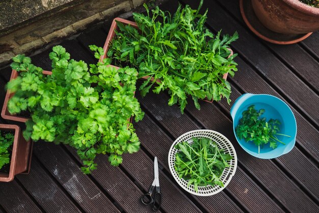 high angle view of plants on table