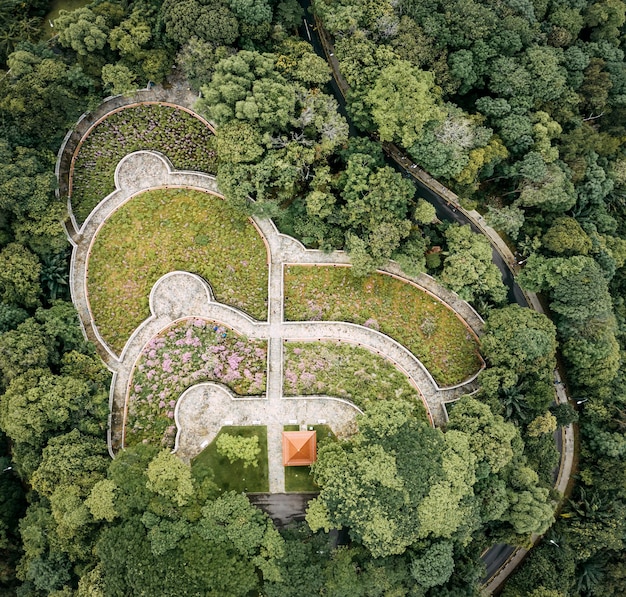 high angle view of plants and trees growing in forest