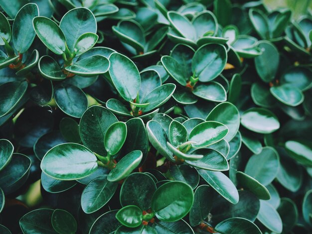 High angle view of plants in water