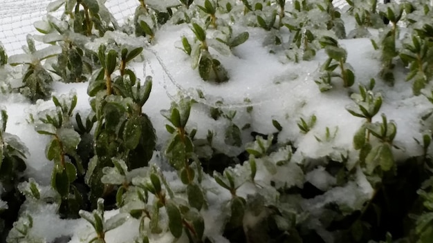 High angle view of plants during winter