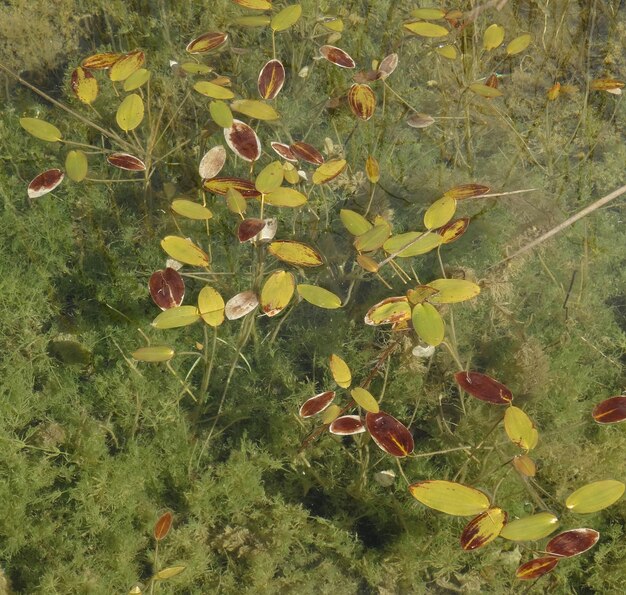 High angle view of plants