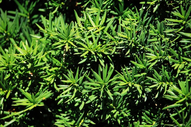 Photo high angle view of plants