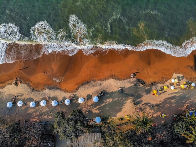 Foto vista ad alto angolo delle piante