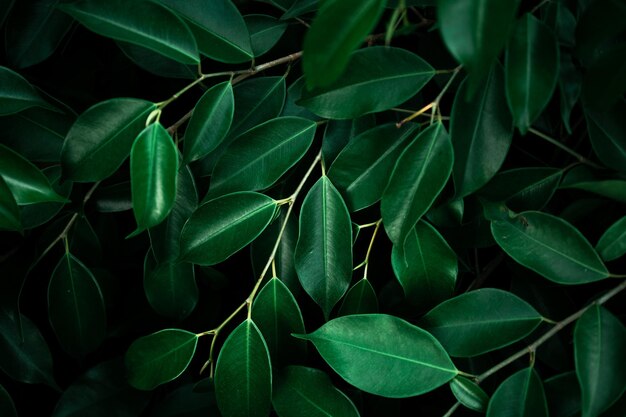 Photo high angle view of plants