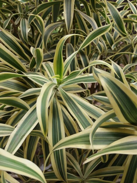 High angle view of plants