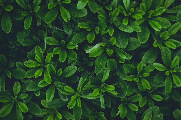 High angle view of plants