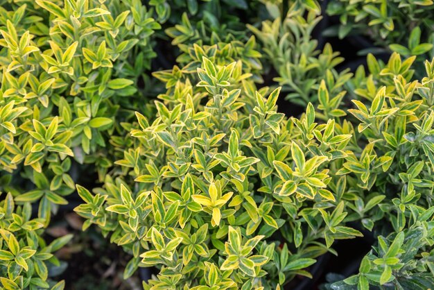 High angle view of plants