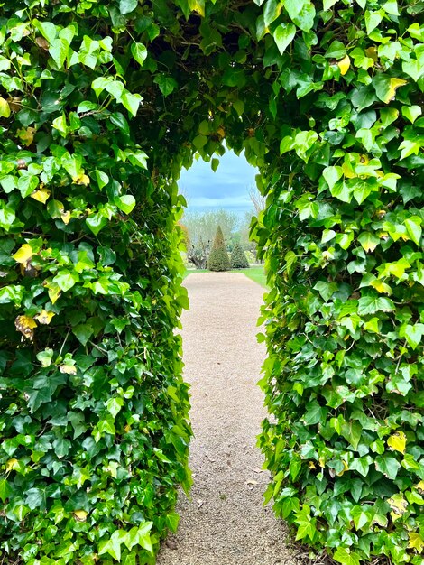 Foto vista ad alto angolo delle piante