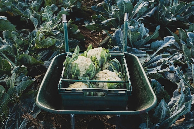 High angle view of plastic crate with freshly harvested cauliflower in a wheelbarrow.