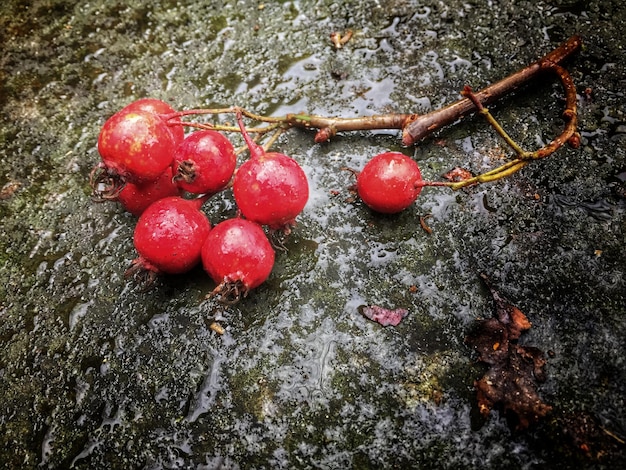 Photo high angle view of pomegranates on wet field