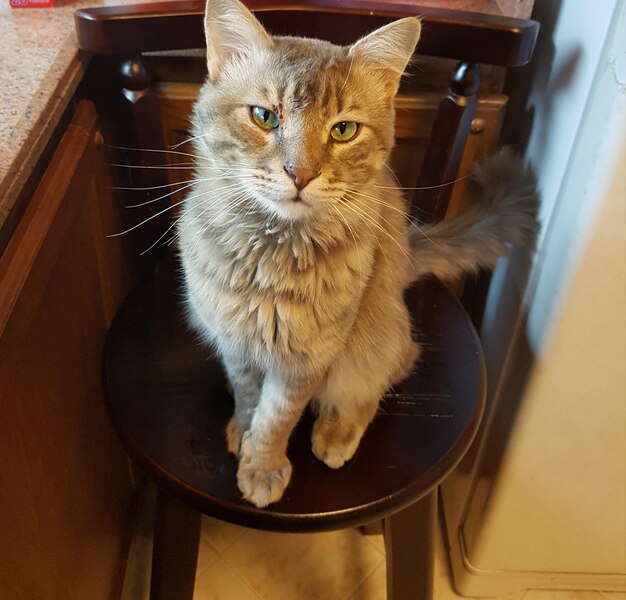 High angle view portrait of a cat