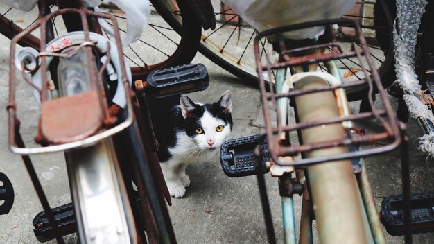 Foto ritratto di un gatto ad alto angolo