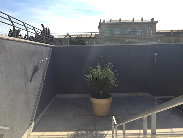 High angle view of potted olive plant on terrace