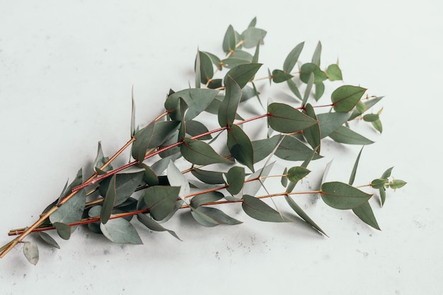 High angle view of potted plant against white background