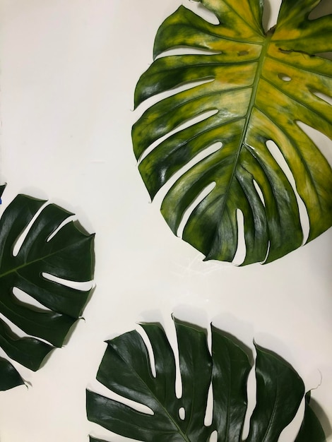 Photo high angle view of potted plant against white wall