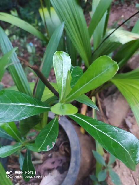 High angle view of potted plant on field