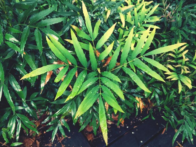 High angle view of potted plant on field