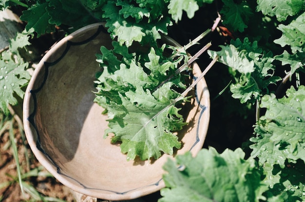 Photo high angle view of potted plant leaves