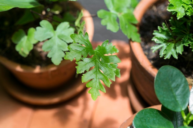 high angle view of potted plant leaves