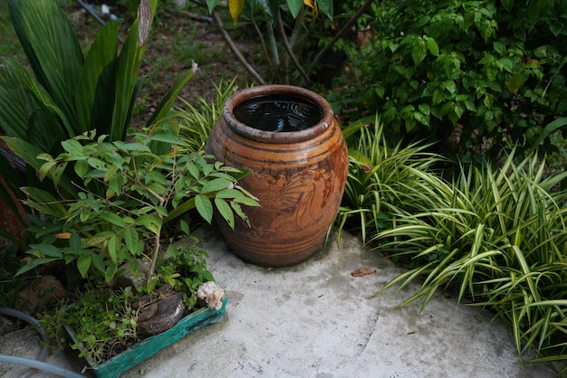 鉢の中の鉢植え植物の高角度の視点