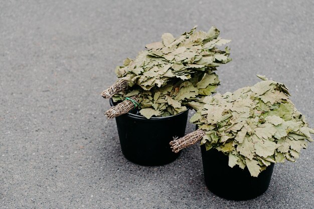 Photo high angle view of potted plant on road