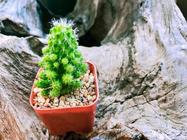 High angle view of potted plant on rock