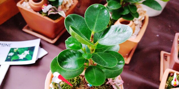 High angle view of potted plant on table