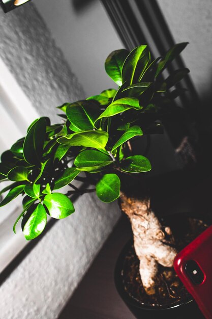 High angle view of potted plant on table