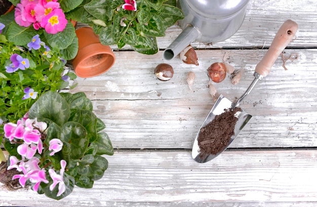 Photo high angle view of potted plant on table