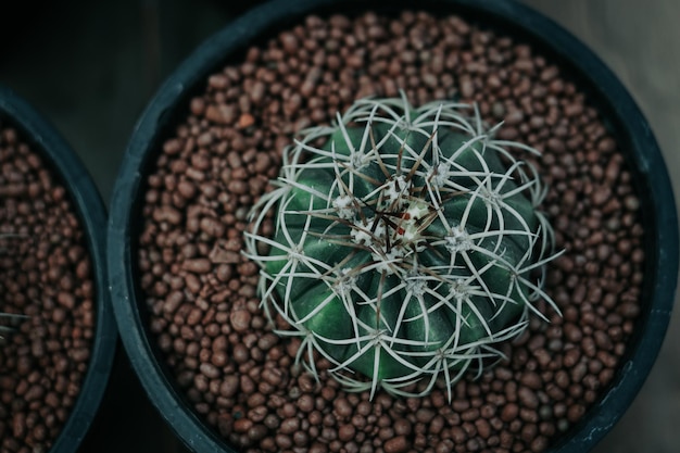 Photo high angle view of potted plant