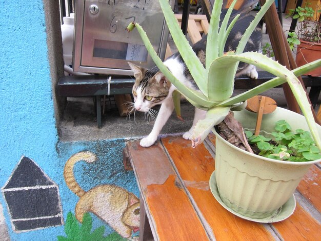 High angle view of potted plant