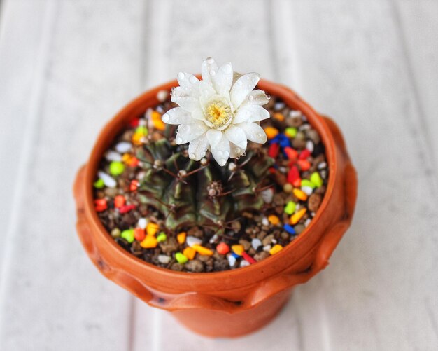 Photo high angle view of potted plant