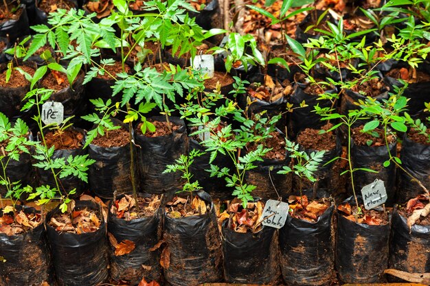 Photo high angle view of potted plants on field