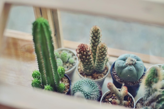 High angle view of potted plants in greenhouse