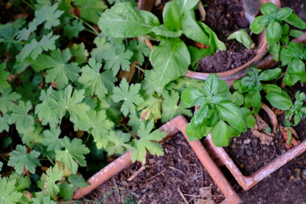 芝生の鉢植え植物の高角度の眺め