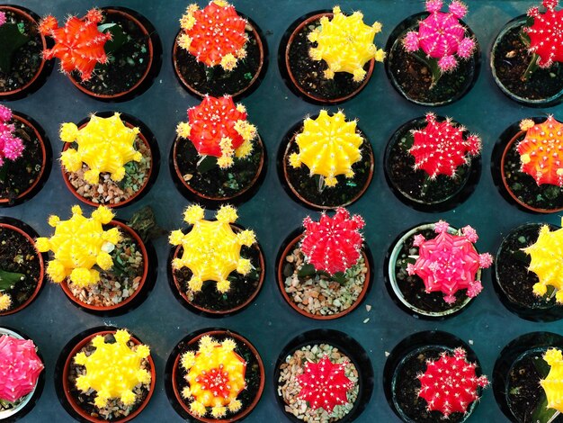 High angle view of potted plants at market stall